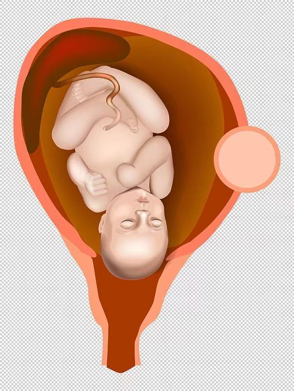 胚胎里的寶寶都在干嘛？