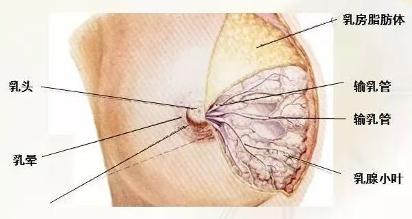 為什么會出現(xiàn)乳汁瘀積？